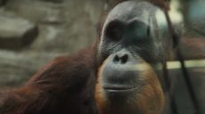 До Харківського зоопарку привезли двох орангутанів з Франції (відео)