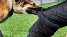 Конфликт между владельцами собак в Немышлянском районе: полицейские устанавливают обстоятельства