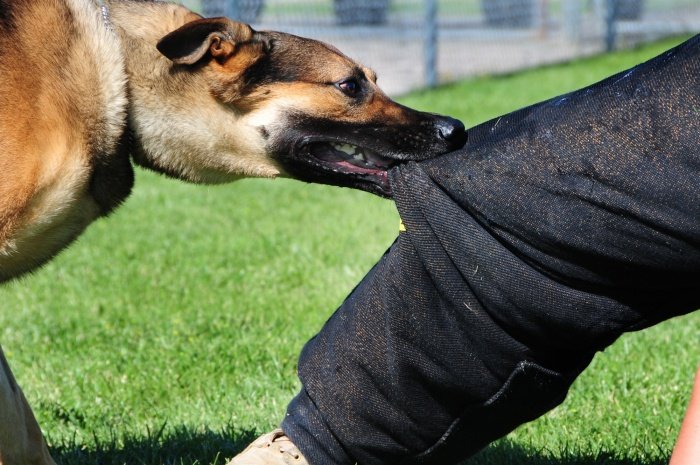 Конфликт между владельцами собак в Немышлянском районе: полицейские устанавливают обстоятельства