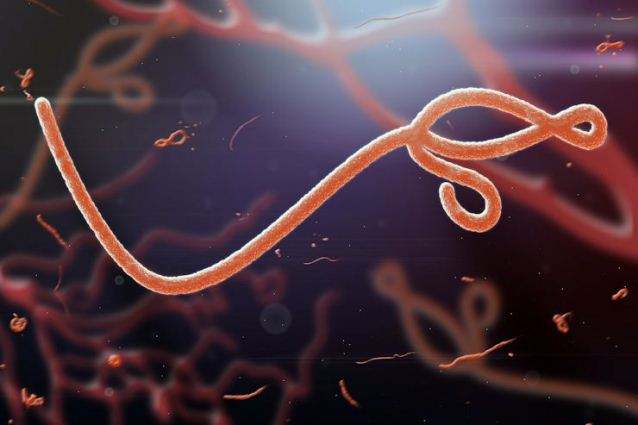 Чрезвычайное положения в мире из-за вируса Эбола — ВОЗ