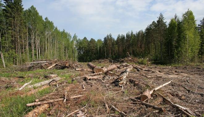 Знищені дерева та збитки у десятки мільйонів гривень: спецрепортаж медіагрупи «Об’єктив» (відео)