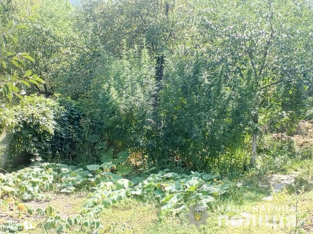На Харьковщине мужчина вырастил на собственном дворе более 300 кустов конопли