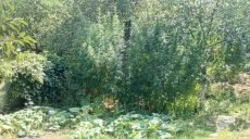 На Харьковщине мужчина вырастил на собственном дворе более 300 кустов конопли