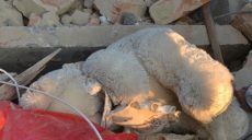 На Львовщине обрушился подъезд жилого дома. Погибло восемь человек (фото, видео)