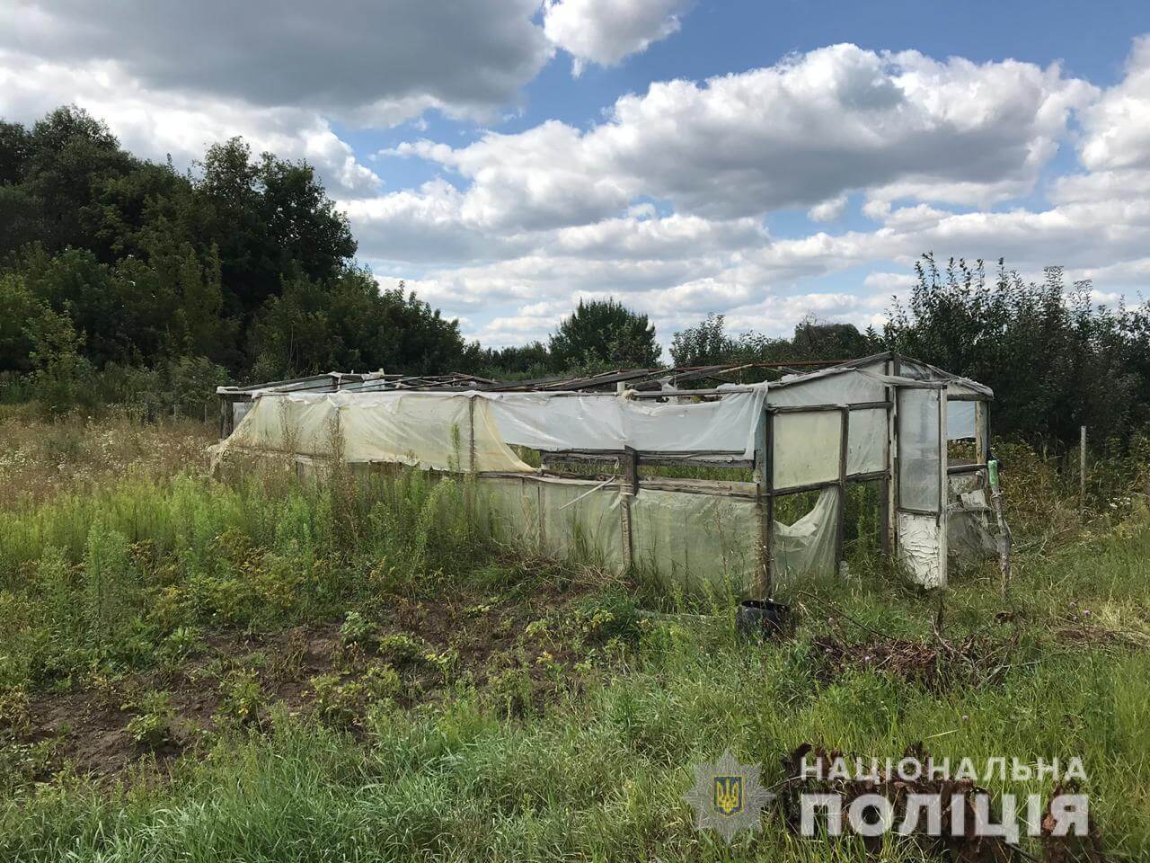 На Харьковщине мужчина вырастил две сотни кустов конопли (фото)
