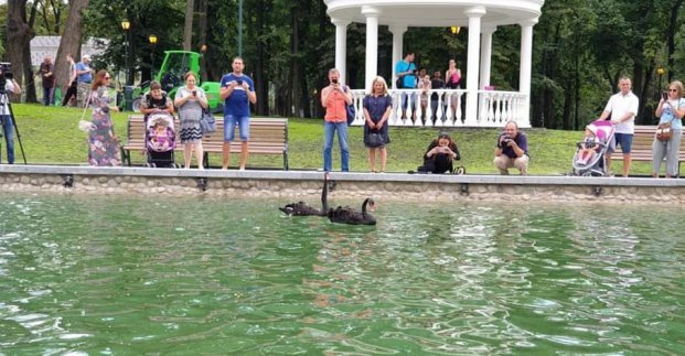 Лебедей из озера в саду Шевченко переселят в другое место
