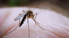На Филиппинах объявили эпидемию денге