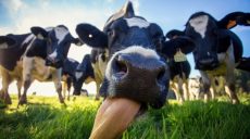Украинцам станет легче трудоустроиться в Чехии