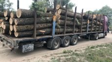 Вырубка деревьев на Харьковщине: открыто 13 уголовных производств