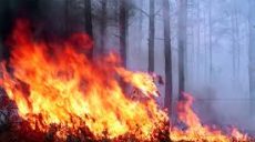 На Харьковщине масштабный пожар в лесу