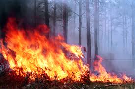 На Харьковщине масштабный пожар в лесу