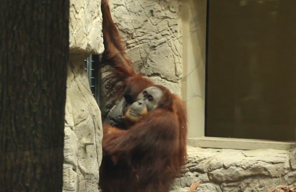 Суматранські примати Жора та Флора святкують День орангутангів у Харкові (відео)