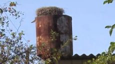 На Харківщині розстріляли родину лелек (відео)