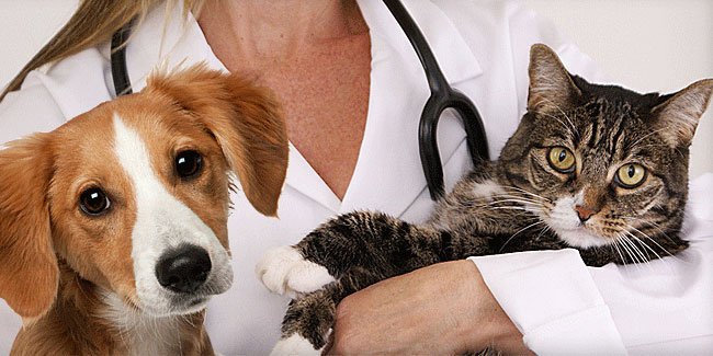 В Україні відзначили День працівників ветеринарної медицини