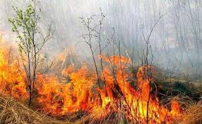 За сутки в области произошло 25 пожаров в экосистемах