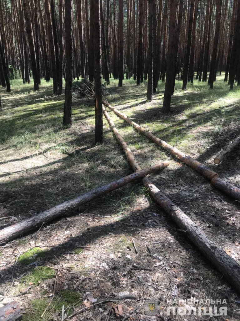 Незаконная вырубка леса на Харьковщине: в Боровском районе полицейские установили еще один случай (фото)