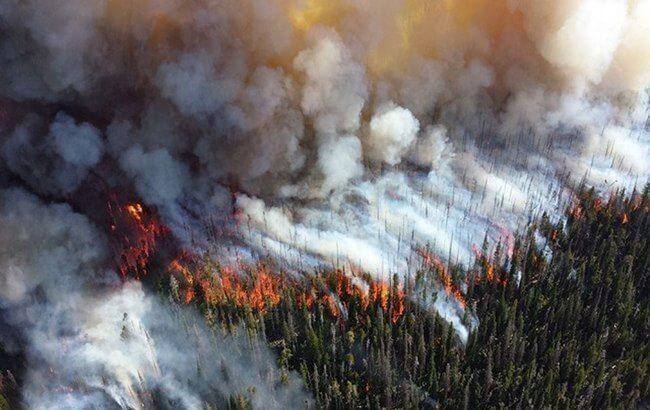 В России назвали основную причину пожаров в Сибири