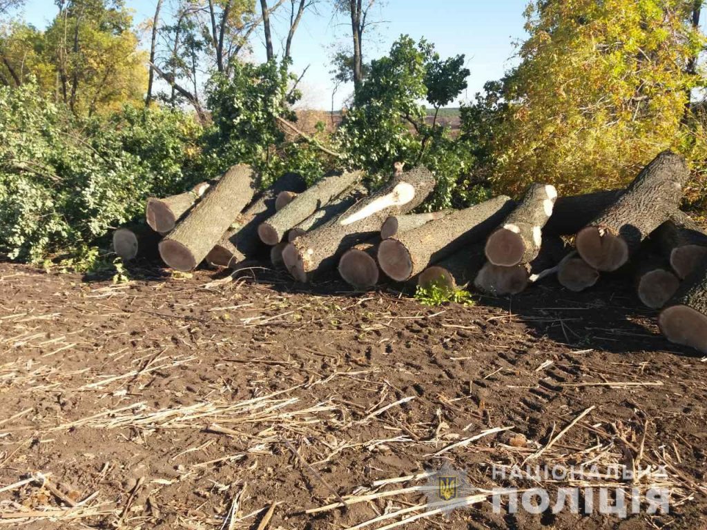Незаконная вырубка деревьев на Харьковщине: полиция разбирается (фото)