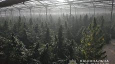 За день в Украине изъяли 2 тонны марихуаны (фото)