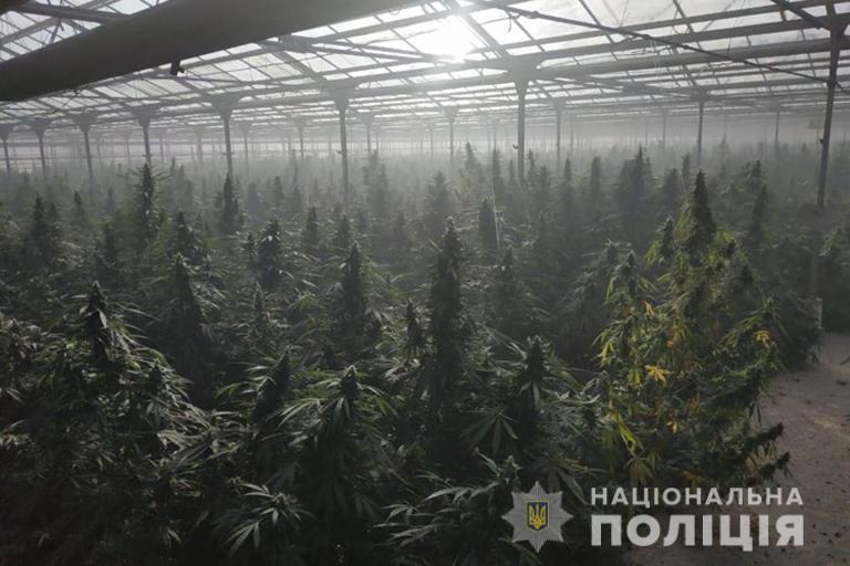 Контрабанды марихуаны украина видеть во сне коноплю