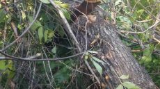 Житель Харьковщины погиб при распилке деревьев (фото)