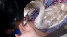 На Харьковщине спасли раненого лебедя (фото)
