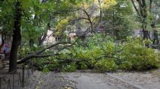 Сильный ветер повалил деревья на машины и дороги (фото)