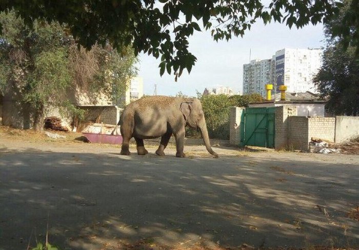 В Харькове во дворе дома гуляет слон (фото, видео)