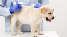 Харьковчан призывают вакцинировать домашних животных