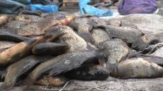 На одному з місцевих ринків Куп’янська-Вузлового рибоохоронний патруль провів рейд (відео)