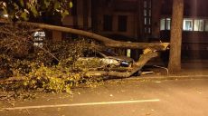 Непогода в Харькове: в центре города дерево упало на автомобиль (фото)