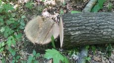 На Харьковщине продолжают незаконно вырубать лес