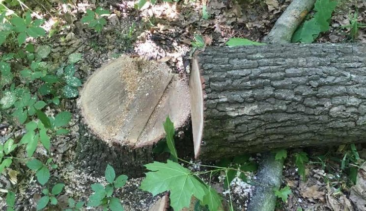 На Харьковщине продолжают незаконно вырубать лес