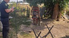 На Харьковщине собака покусала ребенка