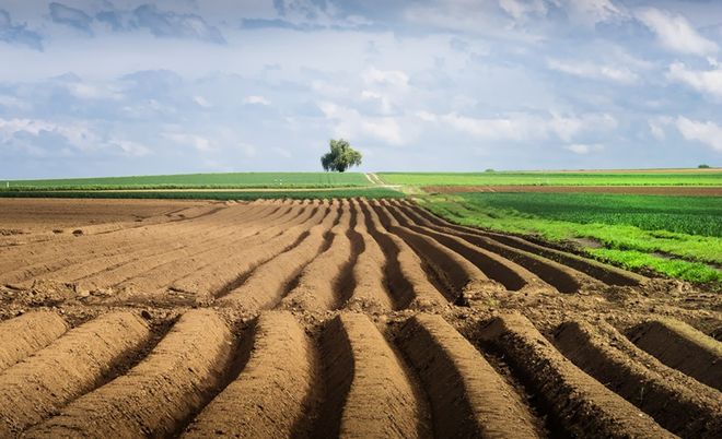 Зняття мораторію на продаж земель: як реагують фермери та до чого застерігають економісти