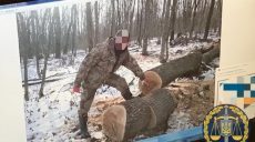 На Харьковщине незаконно рубили лес