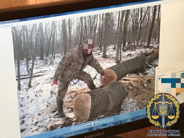 На Харьковщине незаконно рубили лес