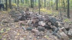 Полиция задержала «черного лесоруба»