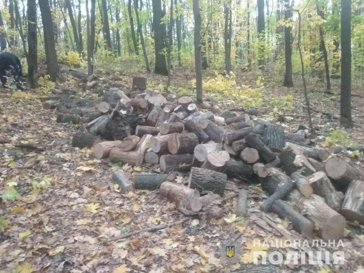 Полиция задержала «черного лесоруба»