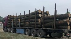 Директор Гутянского лесхоза задержан при попытке дать взятку НАБУ — Алексей Кучер