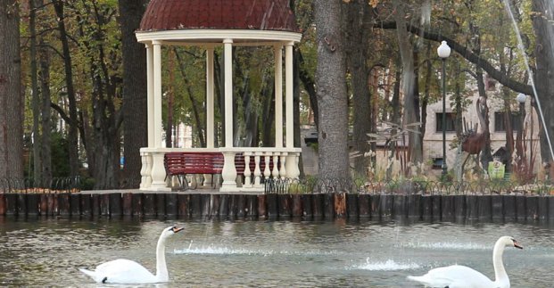 Лебедей из парка Горького переселили на зимовку в зоопарк