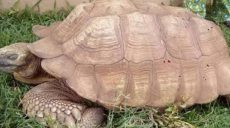 В возрасте 344 лет умерла самая старая черепаха мира (фото)