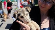 На площади Свободы пройдет шествие, посвященное Дню животных