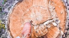 В Дергачах выдвинуты подозрения в незаконной вырубке деревьев