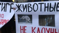 «Остановить пытки». В Харькове прошел пикет против содержания животных в цирке (фоторепортаж)
