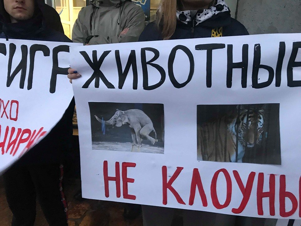 «Остановить пытки». В Харькове прошел пикет против содержания животных в цирке (фоторепортаж)