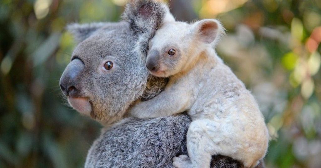 Из-за пожаров в Австралии могли погибнуть сотни коал