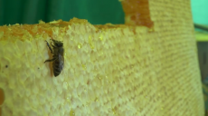 Бджолярі розповіли про корисні властивості та вартість цьогорічного меду (відео)