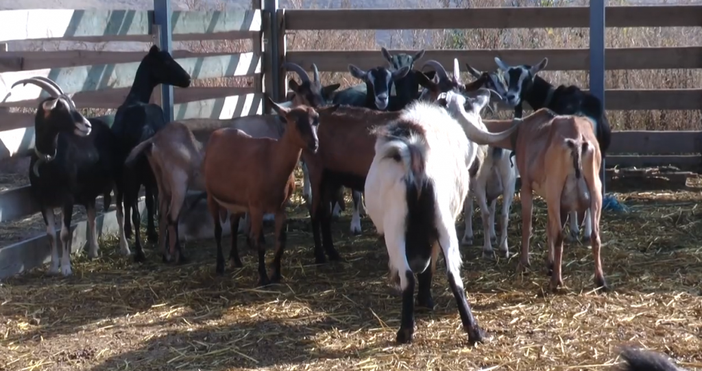 Під Харковом родинна ферма вирощує альпійських кіз та рідкісну породу корів (відео)