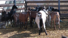 Під Харковом родинна ферма вирощує альпійських кіз та рідкісну породу корів (відео)